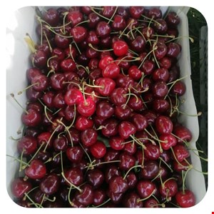 گیلاس 