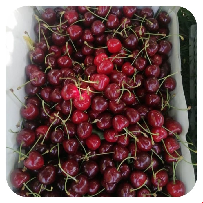 گیلاس 